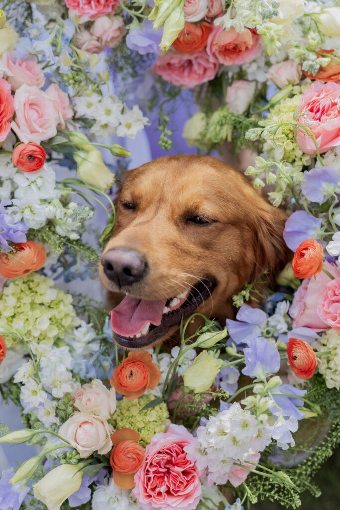 Dog at a wedding in Starkville, Mississippi at The Hill and Moor.