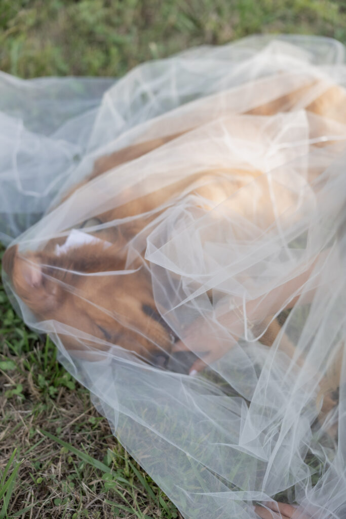 Dog at a wedding in Starkville, Mississippi at The Hill and Moor.